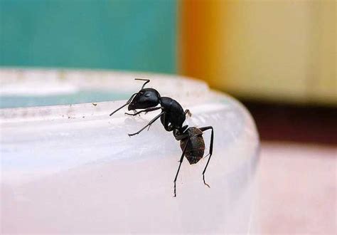 甲戌日 家裡好多螞蟻